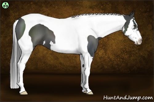 Horse Color:Smoky Black Splash Tobiano Frame 