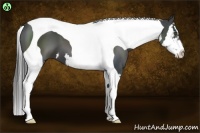 Horse Color:Smoky Black Splash Tobiano Frame 