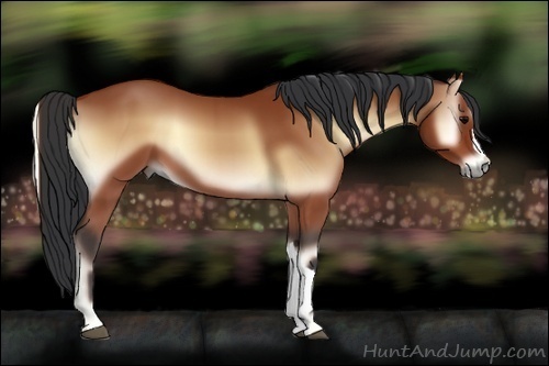 Horse Color:Bay Onyx 