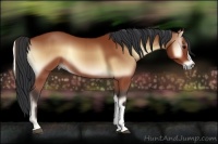 Horse Color:Bay Onyx 