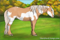 Horse Color:Gray Cremello Splash and Gray Cremello Splash