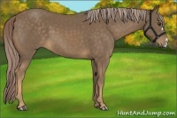 Horse Color:Chocolate Palomino 