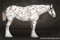 Horse Color:Chestnut Splash Near Leopard 