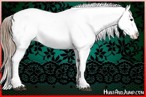 Horse Color:Smoky Black Appaloosa 