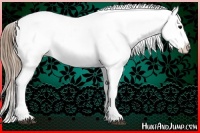 Horse Color:Smoky Black Appaloosa 