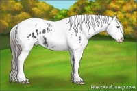 Horse Color:White Spotted Black Tobiano Appaloosa 