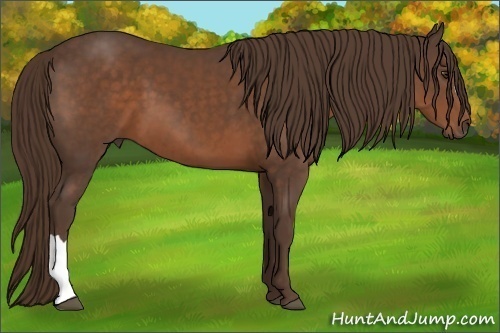 Horse Color:Liver Chestnut 