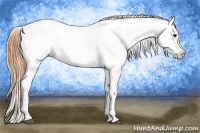 Horse Color:Buckskin Appaloosa 