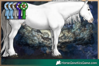 Horse Color:White Spotted Chocolate Buckskin Sabino Appaloosa 