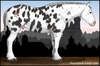Horse Color:Liver Chestnut Near Leopard 