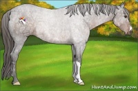 Horse Color:Liver Chestnut Ice 