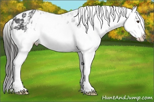 Horse Color:White Spotted Liver Red Roan Splash Near Leopard Rabicano