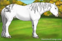 Horse Color:White Spotted Liver Red Roan Splash Near Leopard Rabicano