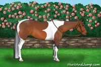 Horse Color:Bay Tobiano 