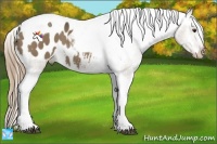 Horse Color:Liver Red Dun Tobiano Appaloosa 
