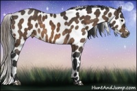 Horse Color:Buckskin Near Leopard 