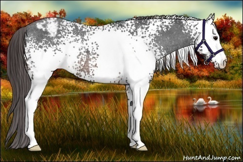 Horse Color:White Spotted Brown Varnish Rabicano 