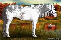 Horse Color:White Spotted Brown Varnish Rabicano 