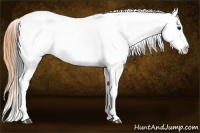 Horse Color:Buckskin Leopard