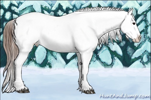 Horse Color:Buckskin Appaloosa 