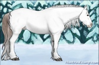 Horse Color:Buckskin Leopard 