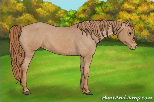 Horse Color:Chestnut Varnish