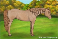 Horse Color:Chestnut Appaloosa