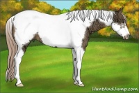 Horse Color:Chocolate Palomino Ice Tobiano Frame 