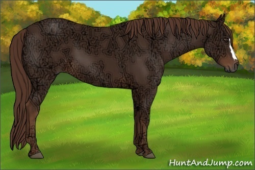 Horse Color:Liver Chestnut Ice 
