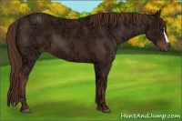 Horse Color:Liver Chestnut Ice 