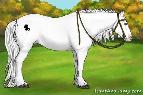 Horse Color:White Spotted Silver Brown Chinchilla Roan Splash Appaloosa