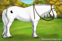 Horse Color:White Spotted Silver Brown Chinchilla Roan Splash Appaloosa 