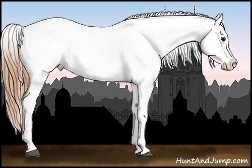 Horse Color:Buckskin Near Leopard 