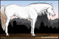 Horse Color:Buckskin Appaloosa 