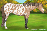 Horse Color:Buckskin Appaloosa