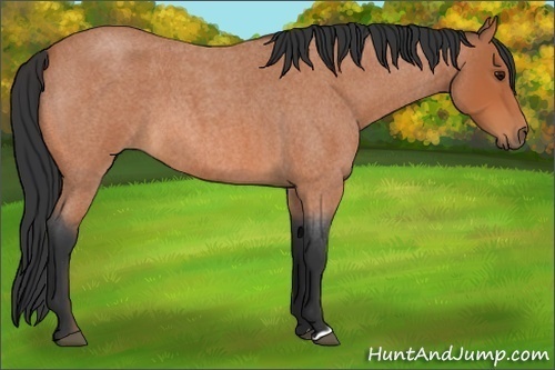 Horse Color:Bay Roan