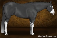 Horse Color:Smoky Black Splash Frame 