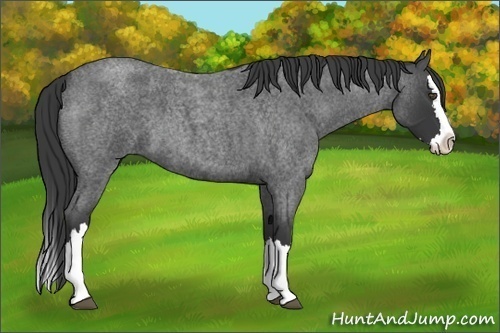 Horse Color:Blue Roan Sabino Splash