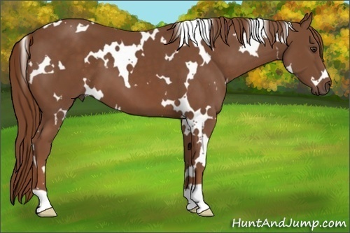 Horse Color:White Spotted Chestnut 