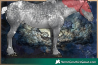 Horse Color:White Spotted Silver Black Chinchilla Blanket Rabicano 