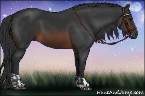 Horse Color:Brown  and Brown 