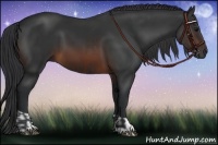 Horse Color:Brown  and Brown 