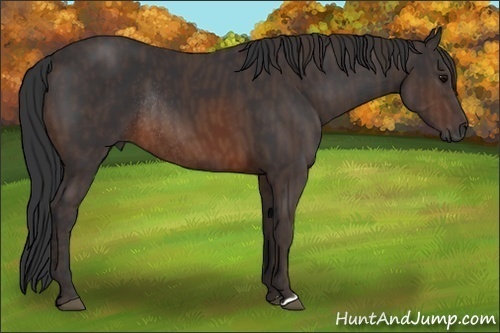 Horse Color:Brown Rabicano  Brindle