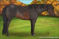 Horse Color:Brown Rabicano  Brindle