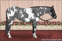 Horse Color:White Spotted Smoky Blue Roan
