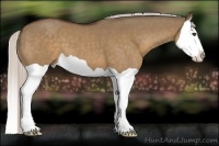 Horse Color:Silver Bay Dun Splash