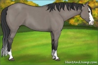 Horse Color:Grullo Roan Splash 