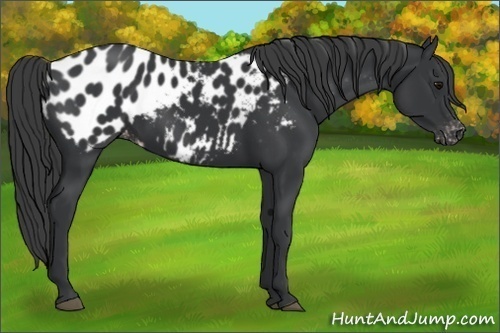 Horse Color:Black Appaloosa