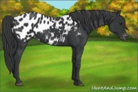 Horse Color:Black Appaloosa 