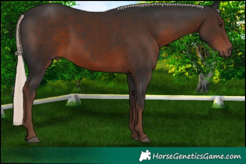 Horse Color:Liver Chestnut Mushroom 
